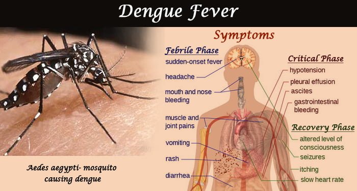 Dengue & Malaria Case Start Coming in Bulk in Delhi, Govt Initiative Again Fail to Prevent it