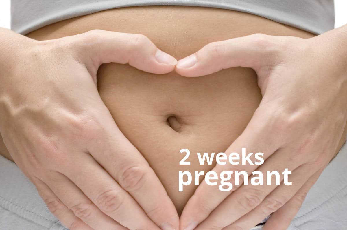 2nd Week Of Pregnancy Precaution, Things To Care